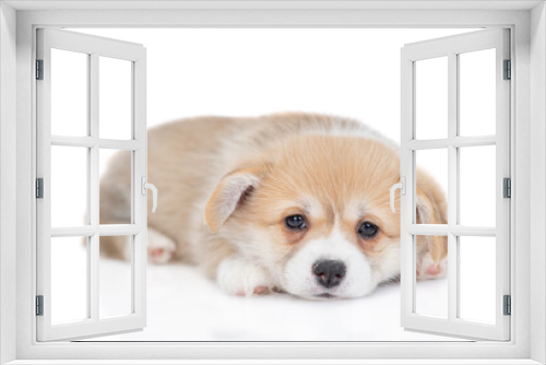 Fototapeta Naklejka Na Ścianę Okno 3D - Unhappy tiny Pembroke Welsh Corgi puppy lies in front view. isolated on white background