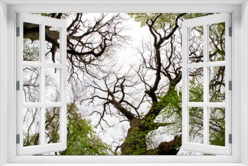 Fototapeta Naklejka Na Ścianę Okno 3D - Old oak branches