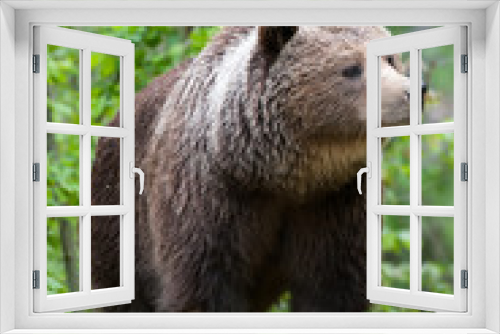 Fototapeta Naklejka Na Ścianę Okno 3D - brown bear (lat. ursus arctos)