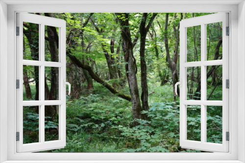 Fototapeta Naklejka Na Ścianę Okno 3D - thick wild forest with fern and old trees