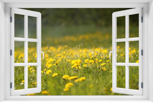 Fototapeta Naklejka Na Ścianę Okno 3D - Sunny meadow with dandelions in nature in warm spring on sunlight. 