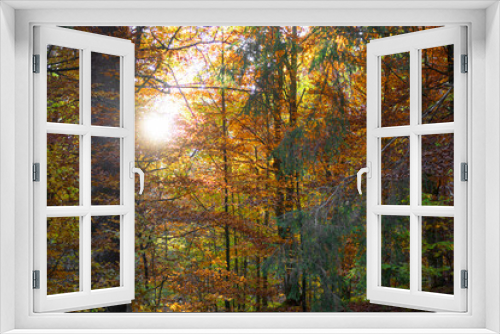 Fototapeta Naklejka Na Ścianę Okno 3D -  The sun`s rays filter through the autumn colors of the forest
