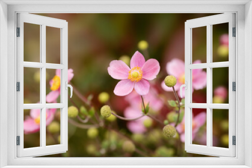 Fototapeta Naklejka Na Ścianę Okno 3D - Anemone hupehensis
