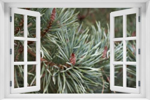 Fototapeta Naklejka Na Ścianę Okno 3D - Pinus sylvestris
