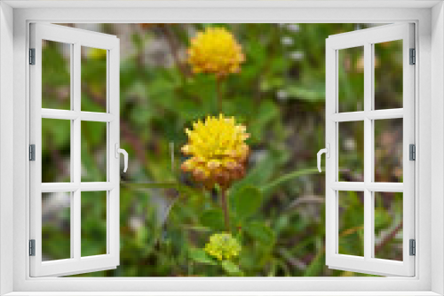 Fototapeta Naklejka Na Ścianę Okno 3D - Trifolium badium 