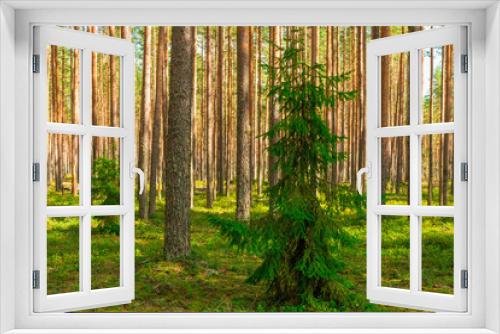 Fototapeta Naklejka Na Ścianę Okno 3D - Coniferous green pine forest landscape in summer, Karelia, Russia