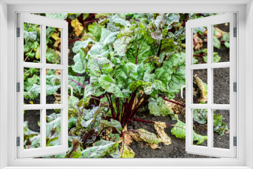 Fototapeta Naklejka Na Ścianę Okno 3D - Row of green young beet leaves growth in organic farm.