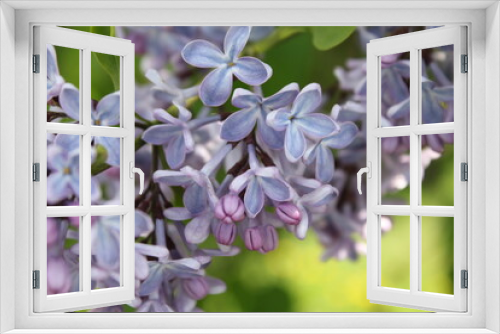 Fototapeta Naklejka Na Ścianę Okno 3D - close up of lilac flowers