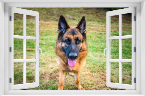 Fototapeta Naklejka Na Ścianę Okno 3D - German shepherd dog looking straight at camera with tongue sticking out and ears pricked, standing in field. Black and tan colour.