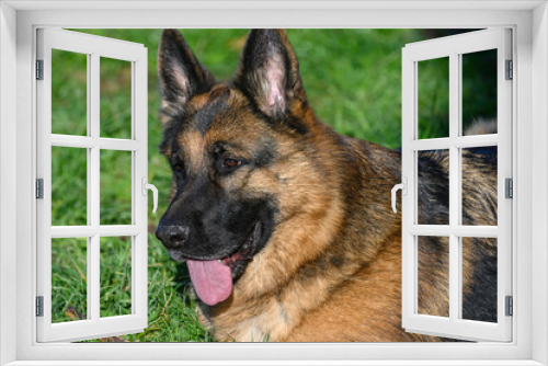 Fototapeta Naklejka Na Ścianę Okno 3D - Profile portrait of the head of a German Shepherd Dog lying down looking straight ahead, with his mouth half open and his tongue half out of his mouth, attentive to what is happening beyond the image 