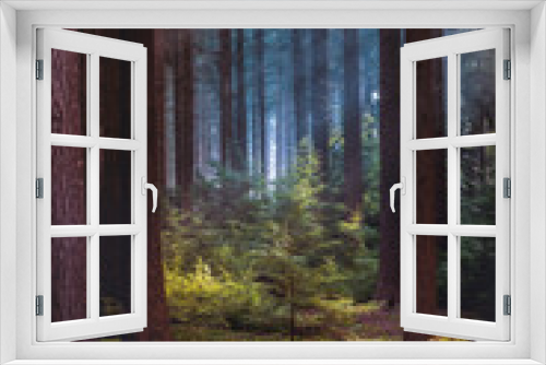 Fototapeta Naklejka Na Ścianę Okno 3D - Bright sun rays through trees in pine forest.