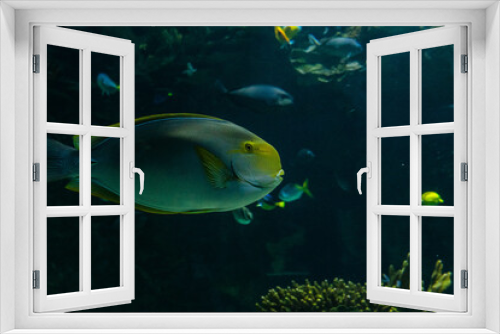 Fototapeta Naklejka Na Ścianę Okno 3D - Peces en acuario 