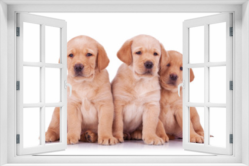 Fototapeta Naklejka Na Ścianę Okno 3D - three labrador retriever puppy dogs sitting