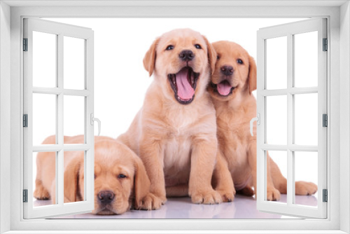 Fototapeta Naklejka Na Ścianę Okno 3D - three labrador retriever puppy dogs