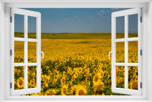 Fototapeta Naklejka Na Ścianę Okno 3D - Sunflower field. Summer field. Yellow summertime field.