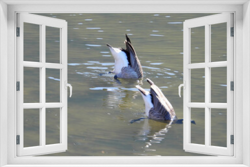 Fototapeta Naklejka Na Ścianę Okno 3D - Canadian Geese synchronized diving activity