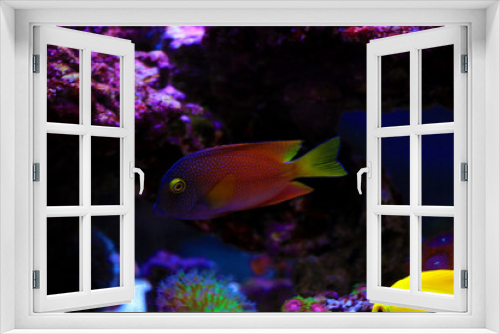 Fototapeta Naklejka Na Ścianę Okno 3D - Yellow-eyed Kole tang - Ctenochaetus strigosus