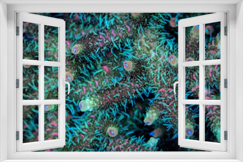 Fototapeta Naklejka Na Ścianę Okno 3D - A macro photograph of a millepora small polyp stony coral with feeding tentacles extended. 