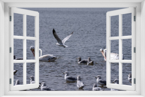 Fototapeta Naklejka Na Ścianę Okno 3D - Pelicans