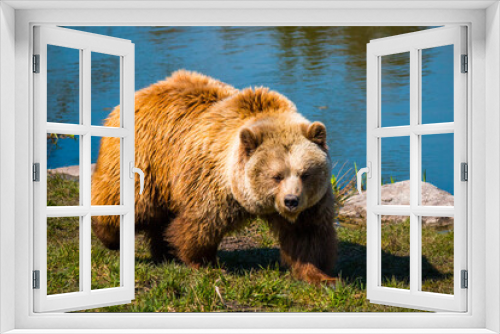Fototapeta Naklejka Na Ścianę Okno 3D - Happy bear in front of lake