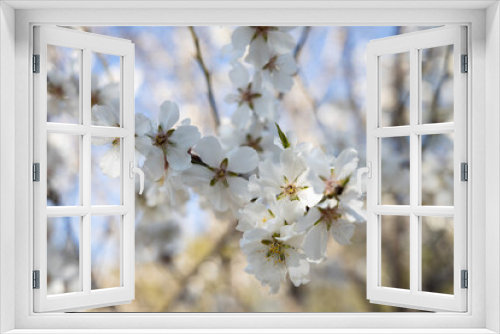 Fototapeta Naklejka Na Ścianę Okno 3D - White Almond blossom flower against a blue sky, vernal blooming of almond tree flowers in Spain, spring, almond nut close up with flowers