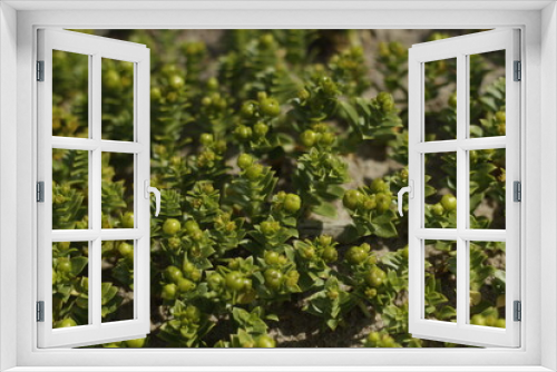 Fototapeta Naklejka Na Ścianę Okno 3D - green moss background
