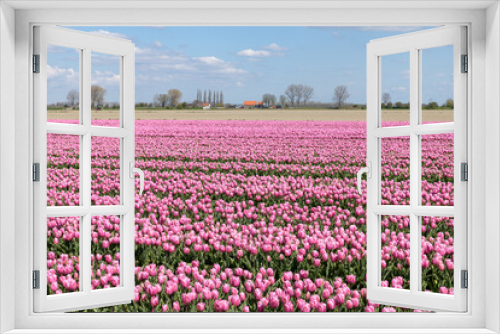 Fototapeta Naklejka Na Ścianę Okno 3D - A flower field  with pink tulips in full bloom in spring at Goeree-Overflakkee in Holland.