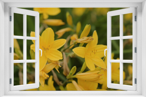 Fototapeta Naklejka Na Ścianę Okno 3D - yellow Daylily Hemerocallis flower closeup