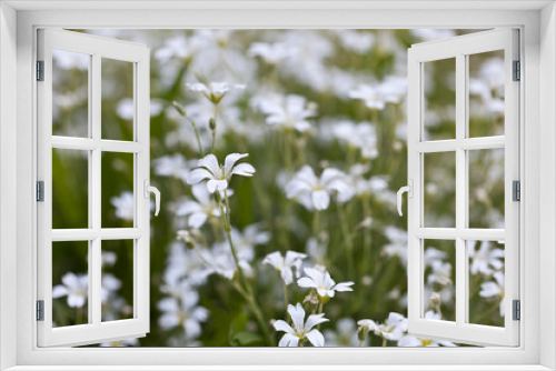 Fototapeta Naklejka Na Ścianę Okno 3D - Tiny White Flowers Close Up