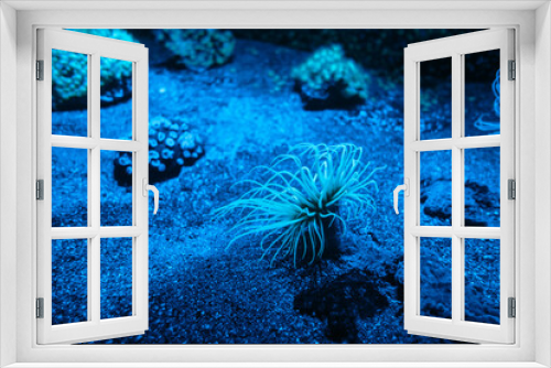 Fototapeta Naklejka Na Ścianę Okno 3D - Sea anemone on a coral reef