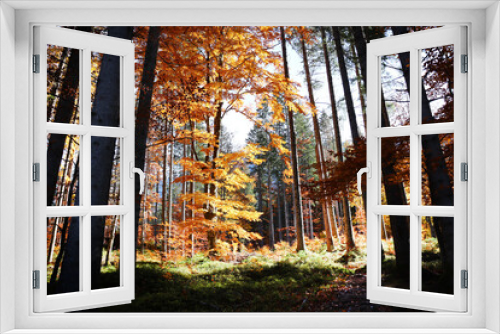 Fototapeta Naklejka Na Ścianę Okno 3D - Autumn forest