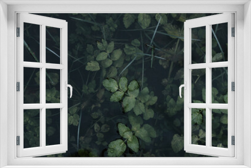 Fototapeta Naklejka Na Ścianę Okno 3D - Green plants under water