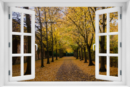 Fototapeta Naklejka Na Ścianę Okno 3D - Beautiful Autumn gold foliage, forest background Landscape
