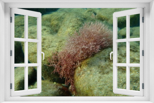 Fototapeta Naklejka Na Ścianę Okno 3D - Red algae Amphiroa rigida undersea, Aegean Sea, Greece, Syros island