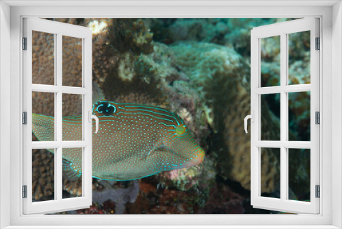 Fototapeta Naklejka Na Ścianę Okno 3D - Pesce palla Canthigaster solandri sulla barriera corallina