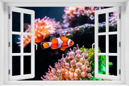 Fototapeta Naklejka Na Ścianę Okno 3D - Tropical sea corals and clown fish (Amphiprion percula) Wonderful and beautiful underwater world with corals and tropical fish. Copy space for text
