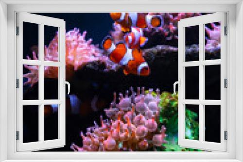 Fototapeta Naklejka Na Ścianę Okno 3D - Tropical sea corals and clown fish (Amphiprion percula) Wonderful and beautiful underwater world with corals and tropical fish. Copy space for text