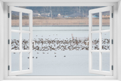 Fototapeta Naklejka Na Ścianę Okno 3D - Flock of baikal teals in Imbanuma