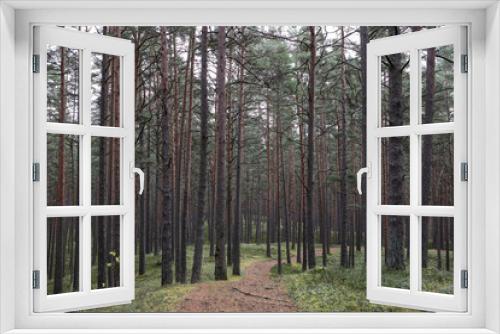 Fototapeta Naklejka Na Ścianę Okno 3D - Old pine tree forest environment photography with small forest road, path.