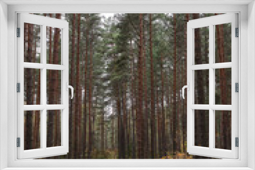 Fototapeta Naklejka Na Ścianę Okno 3D - Old pine tree forest environment photography with small forest road, path.