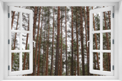 Fototapeta Naklejka Na Ścianę Okno 3D - Wide angle forest view in pine tree forest.