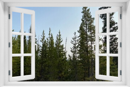 Fototapeta Naklejka Na Ścianę Okno 3D - pine trees in the forest