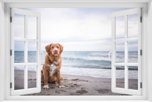 Fototapeta Naklejka Na Ścianę Okno 3D - Pies nad morzem