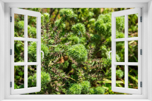 Fototapeta Naklejka Na Ścianę Okno 3D - Background Of A Wild Plant