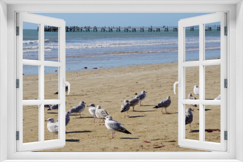 Fototapeta Naklejka Na Ścianę Okno 3D - flock of seagulls on the beach by the old wooden pier on the west coast of the atlantic ocean france 