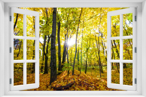 Fototapeta Naklejka Na Ścianę Okno 3D - Trees in the forest in golden autumn