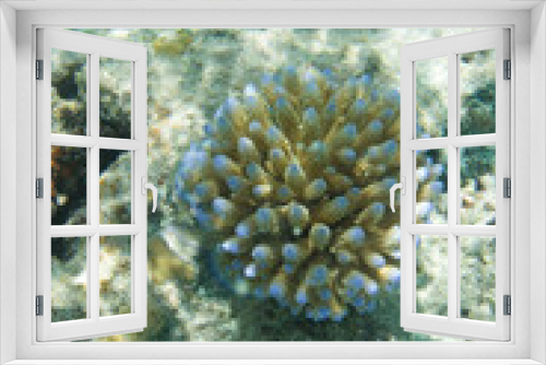 Fototapeta Naklejka Na Ścianę Okno 3D - Close up of acropora coral