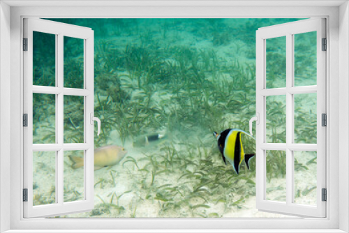 Fototapeta Naklejka Na Ścianę Okno 3D - View of zanclus cornutus fish