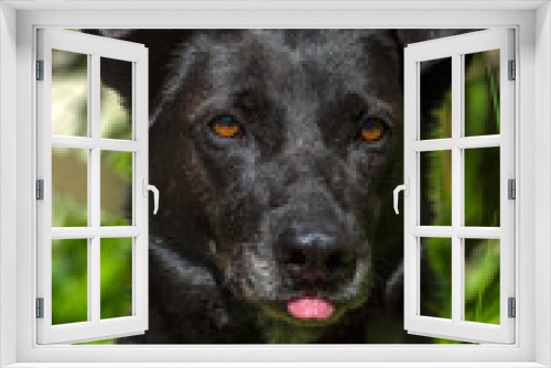 Fototapeta Naklejka Na Ścianę Okno 3D - black dog mongrel on a leash in summer