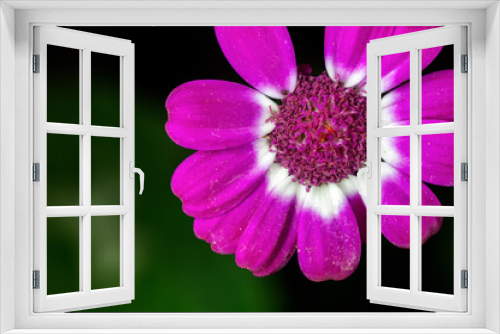 Fototapeta Naklejka Na Ścianę Okno 3D - Closeup of pink flower